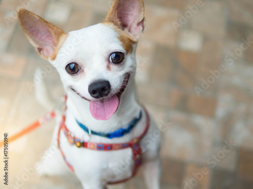 A cute white chihuahua happy smiling dog photo