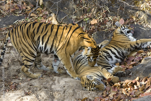 Tigerfamilie am Spielen