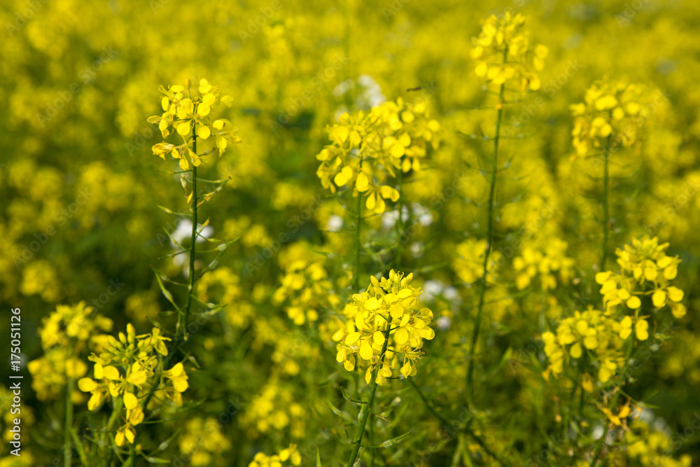 yellow canola field