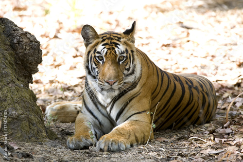 Tiger beobachtet die Umgebung