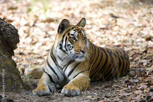 Tiger beobachtet die Umgebung