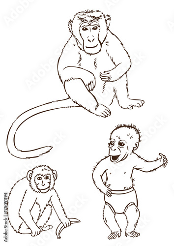 monkeys on a white background