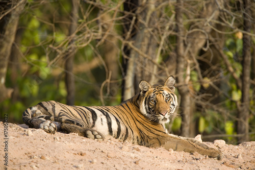 Tiger beobachtet die Umgebung