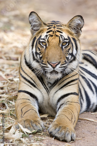 Tiger Portraet