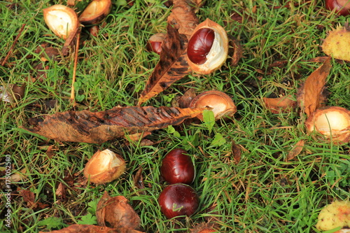 Chestnuts the grass © Studio Porto Sabbia