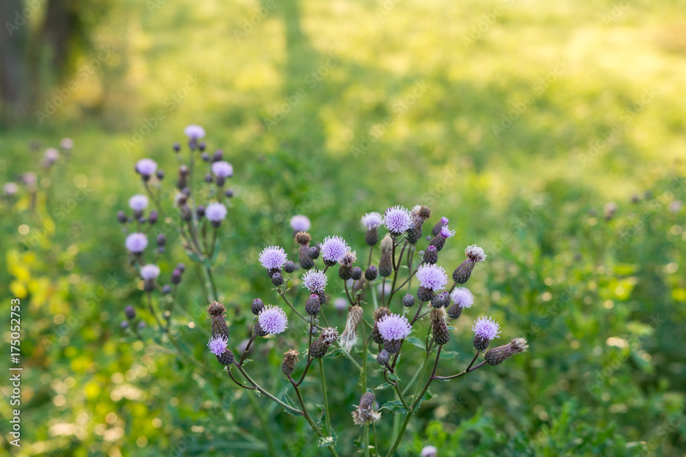 Wildblume auf der Wiese Wildblume auf der Wiese