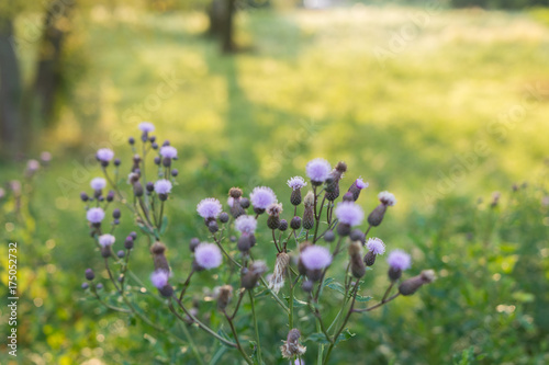 wildblume im Morgenlicht 