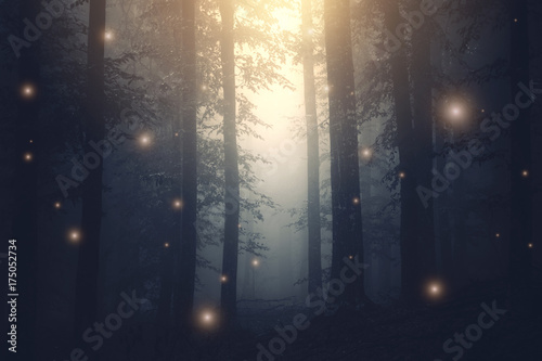 magical forest with sparkles at sunset