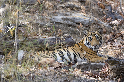 Tiger liegt auf dem Waldboden © aussieanouk