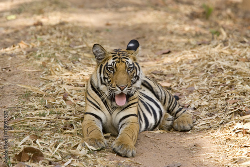 Tiger am Gaehnen