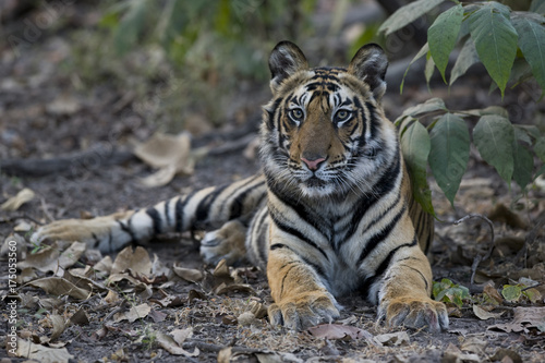 Junger Tiger liegt im Wald