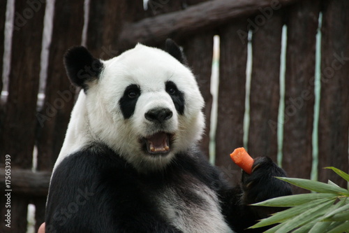 Fototapeta Naklejka Na Ścianę i Meble -  Female Panda Eats Carrot