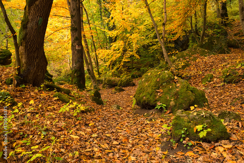 Scenic landscape of autumn forest Scenic landscape of autumn forest