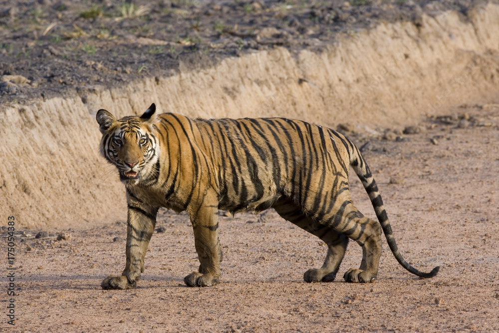 Tiger sieht einen Artgenossen Tiger sieht einen Artgenossen