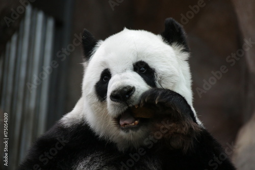 Fototapeta Naklejka Na Ścianę i Meble -  Female Giant Panda in Thailand, eating Bamboo Biscuit