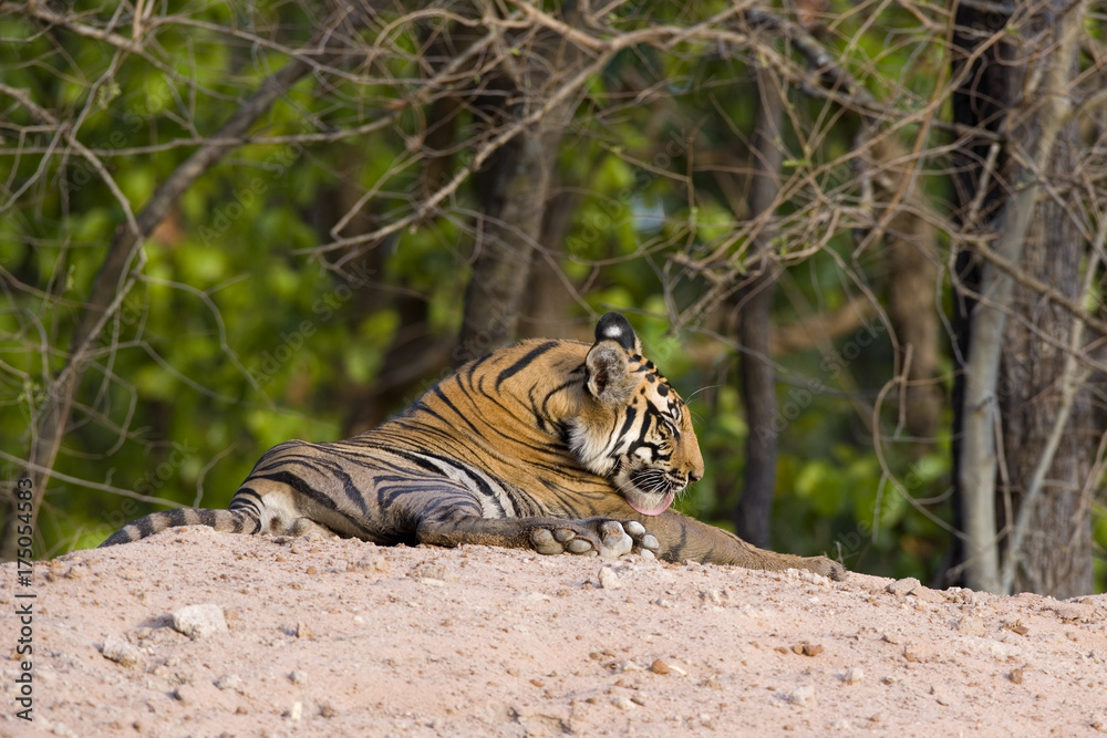 Fototapeta premium Tiger putzt sich