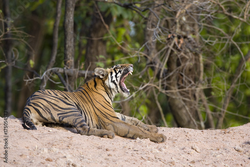 Tiger am Gaehnen