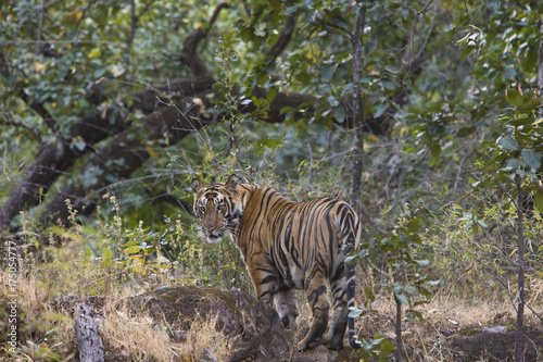 Tiger beobachtet die Umgebung