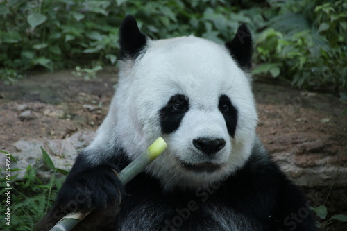 Fototapeta Naklejka Na Ścianę i Meble -  Fluffy Female Giant Panda in Thailand, eating Bamboo Shoot