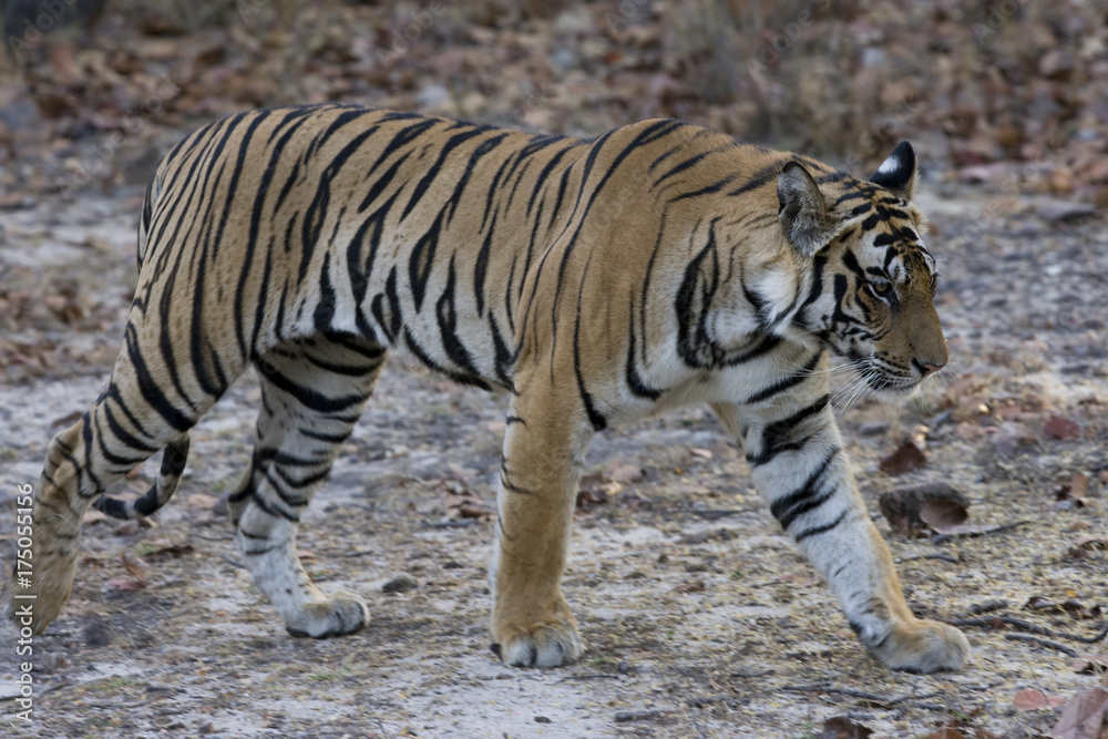 Tiger durchstreift den Wald Tiger durchstreift den Wald