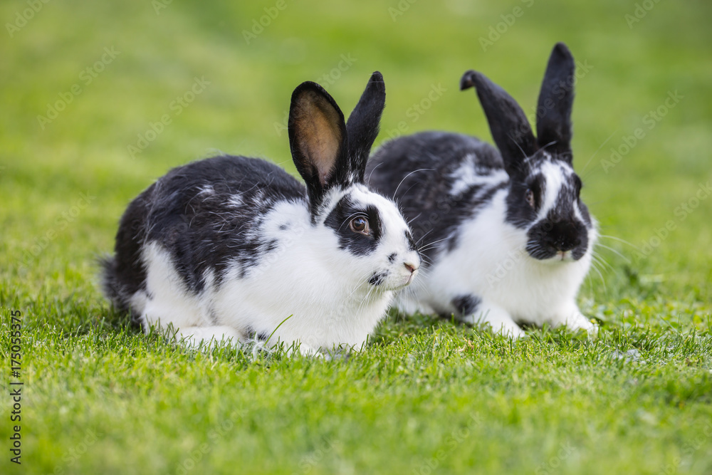 Rabbit. Cute rabbit bunny on the lawn in the garden Rabbit. Cute rabbit bunny on the lawn in the garden
