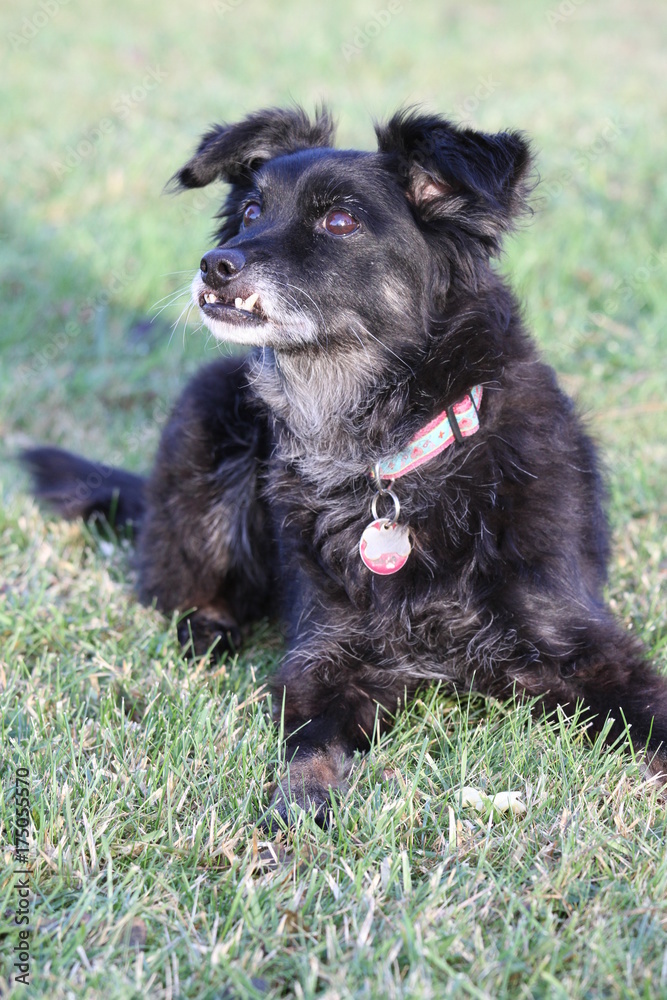 Fototapeta premium Hundeopa