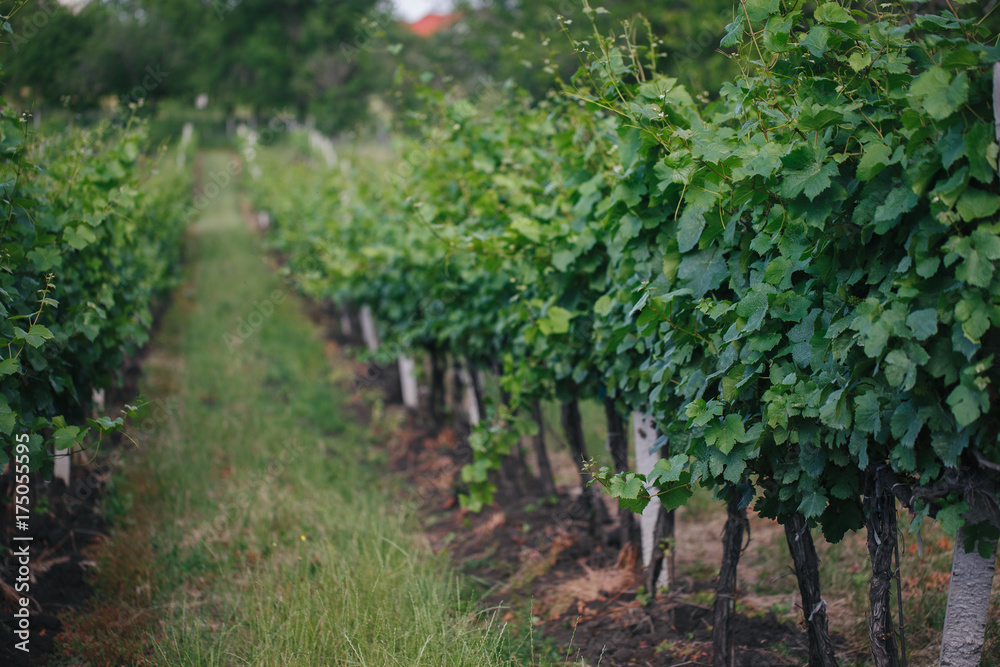 Closeup of a summer vineyard at daylight