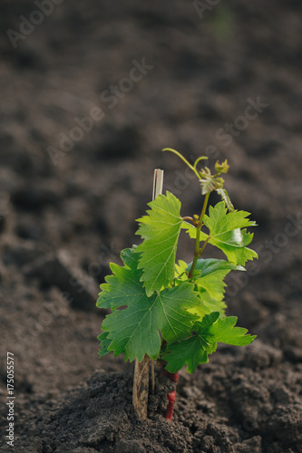 Young grape seedling in a spring ground
