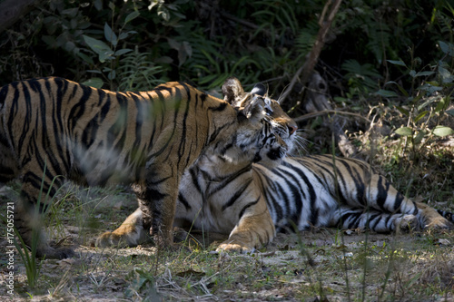 Junger Tiger kuschelt mit der Mutter