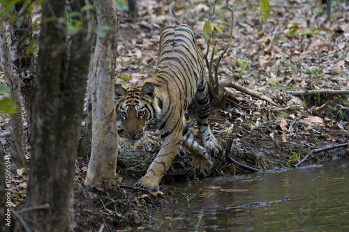 Junger Tiger geht ins Wasser