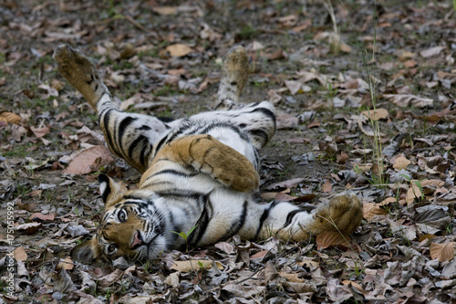 Junger Tiger reckt sich photo