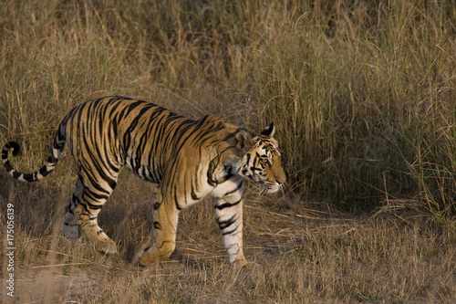 Tiger durchstreift das Grasland