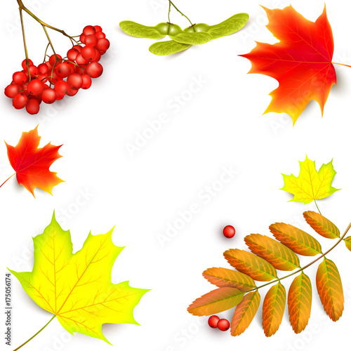 Banner with maple autumn leaves and rowan branches with ashberry . Autumn maple leaf and rowan branches with ashberry isolated on a white background. Vector illustration