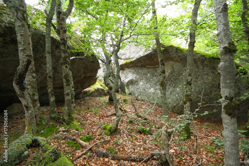 Forest of beech tree and granite bloc in Pyrenees  France