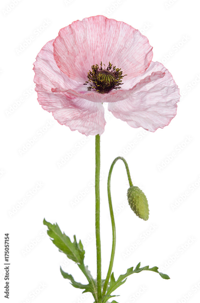 Fototapeta premium Pojedynczy mak na białym tle.