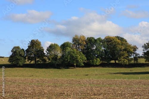 Grove and cultivated field in Aisne ,Picardie in north of France