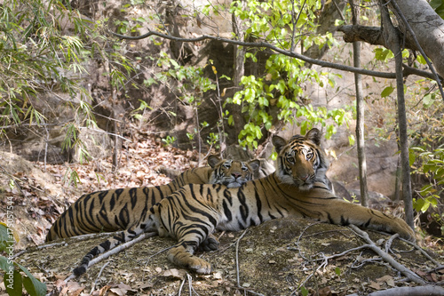 Tiger ruhen im Wald