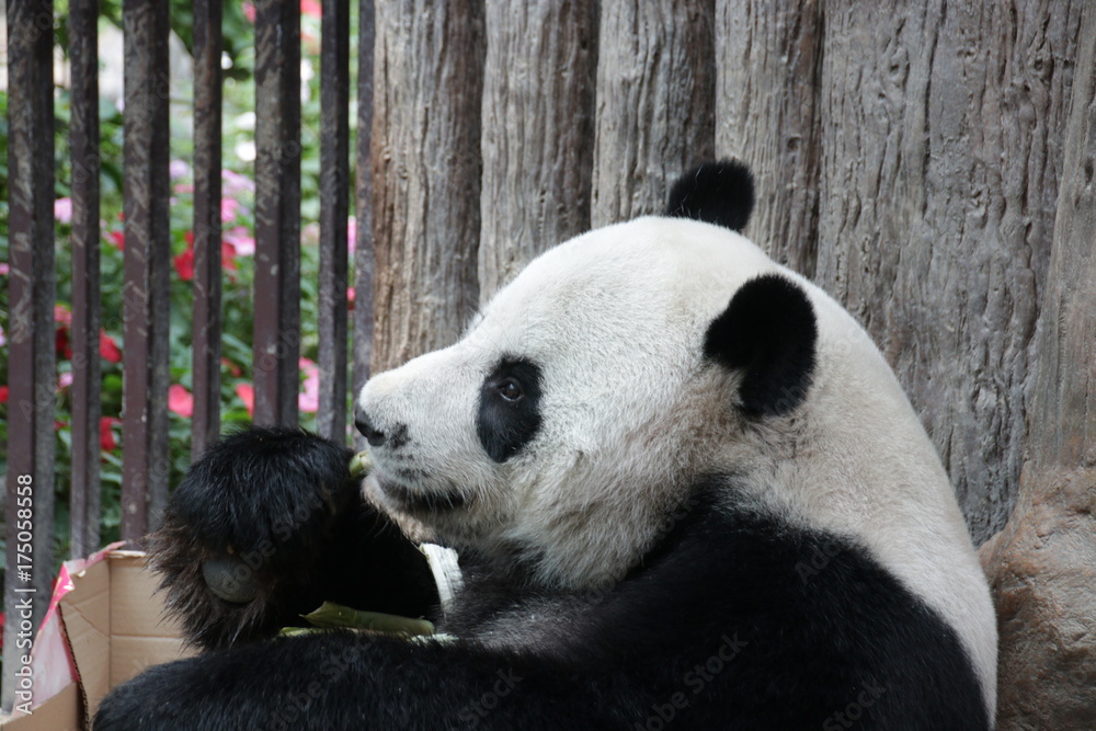 Male Giant Panda in Thailand, eating Bamboo Shoot Male Giant Panda in Thailand, eating Bamboo Shoot