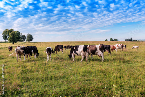 a herd of cows © Volodymyr Shevchuk