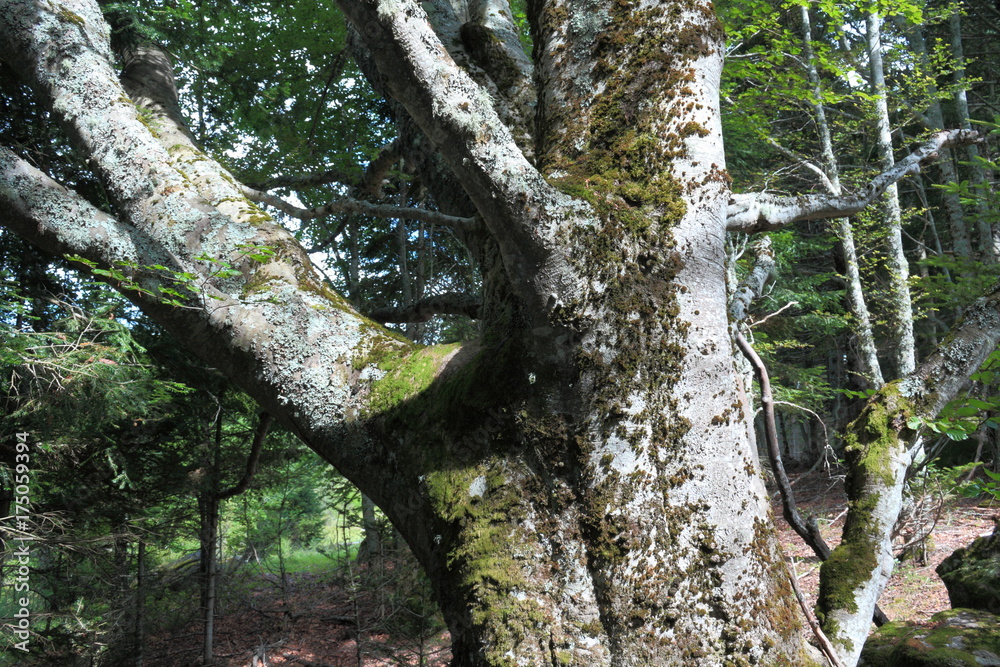 Fototapeta premium Trunk of beech tree in Pyrenees, France