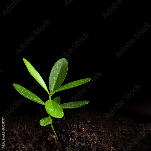 Freshness leaves of Alexandrian laurel young plant photo