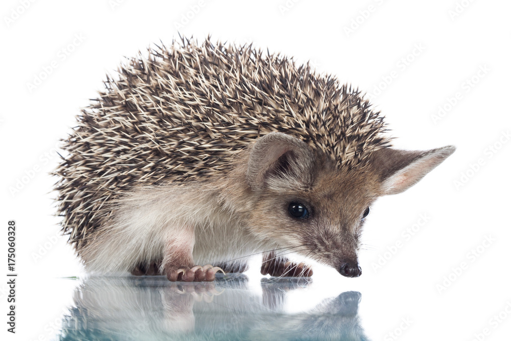 Obraz premium little hedgehog isolate on white