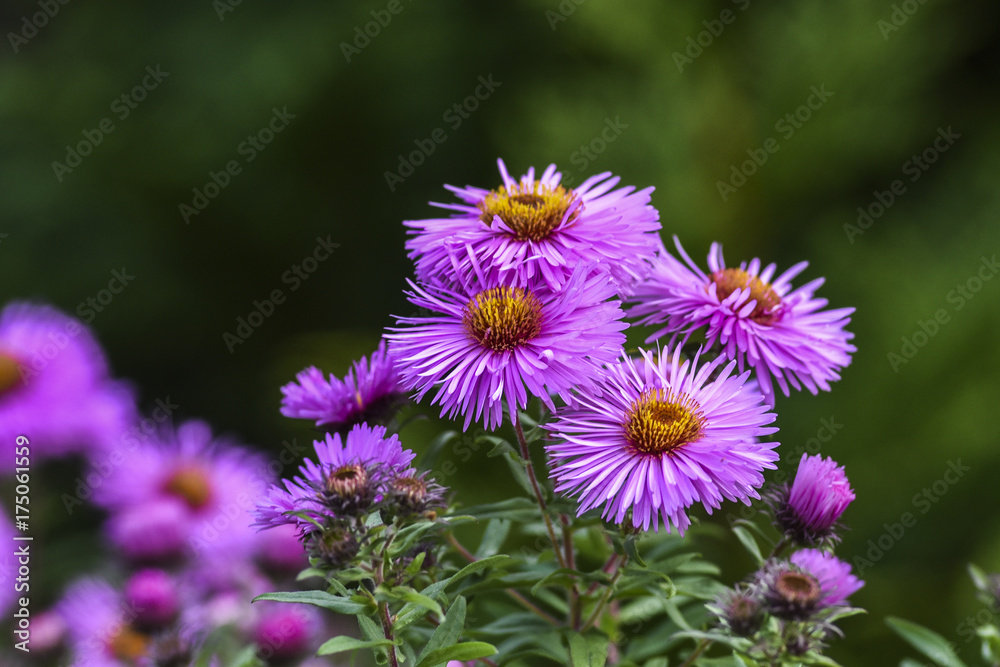 Aster flowers blooming in garden summer time. Aster flowers blooming in garden summer time.