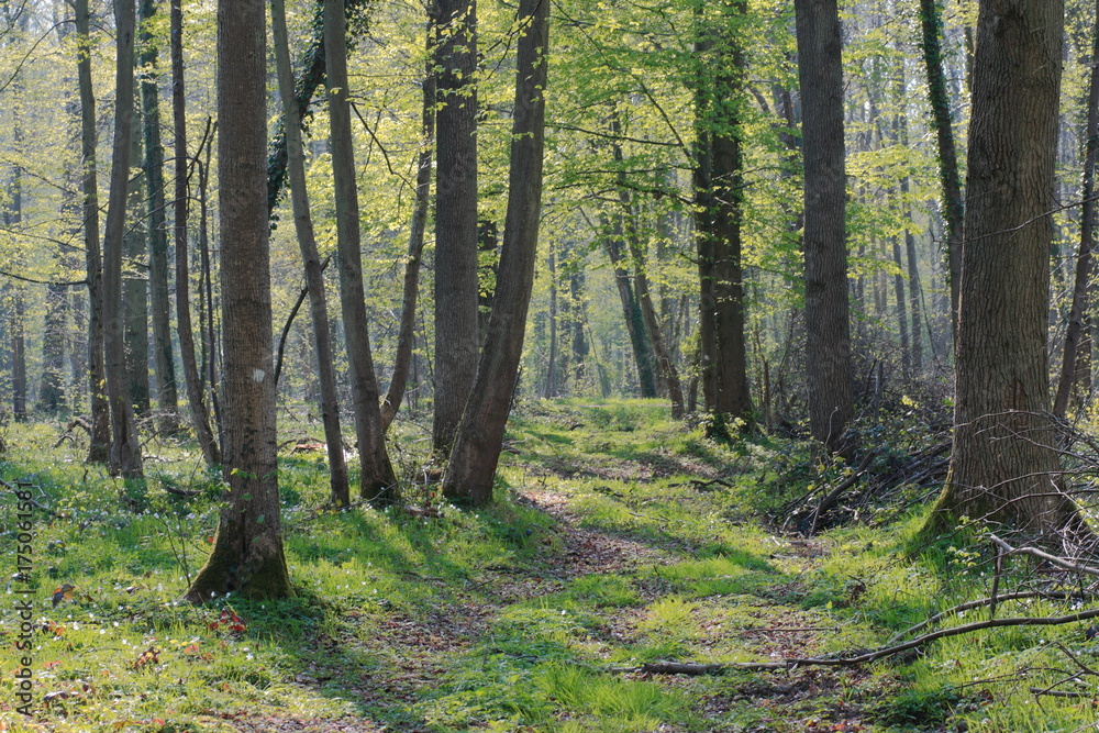 Obraz premium Spirng forest in Aisne, Picardie in north of France
