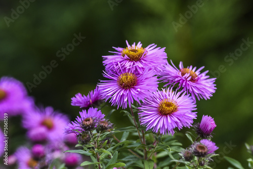 Aster flowers blooming in garden summer time.