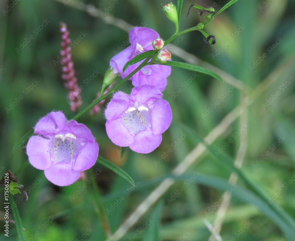 Obraz premium Salvia azurea ssp. grandiflora, purple flowers in a meadow, wildflowers in the grass