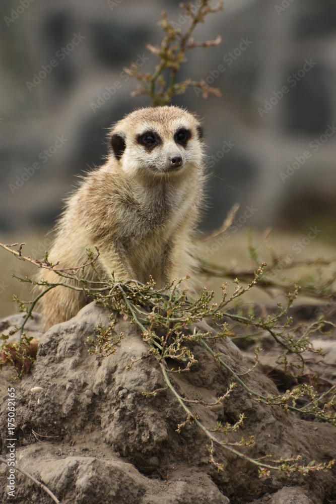 Fototapeta premium Suricata