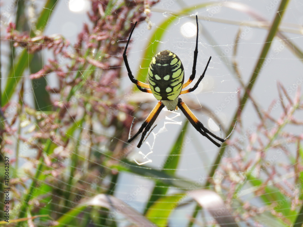 Zipper spider, garden spider, large spider with black and yellow body in a colorful summer field Zipper spider, garden spider, large spider with black and yellow body in a colorful summer field