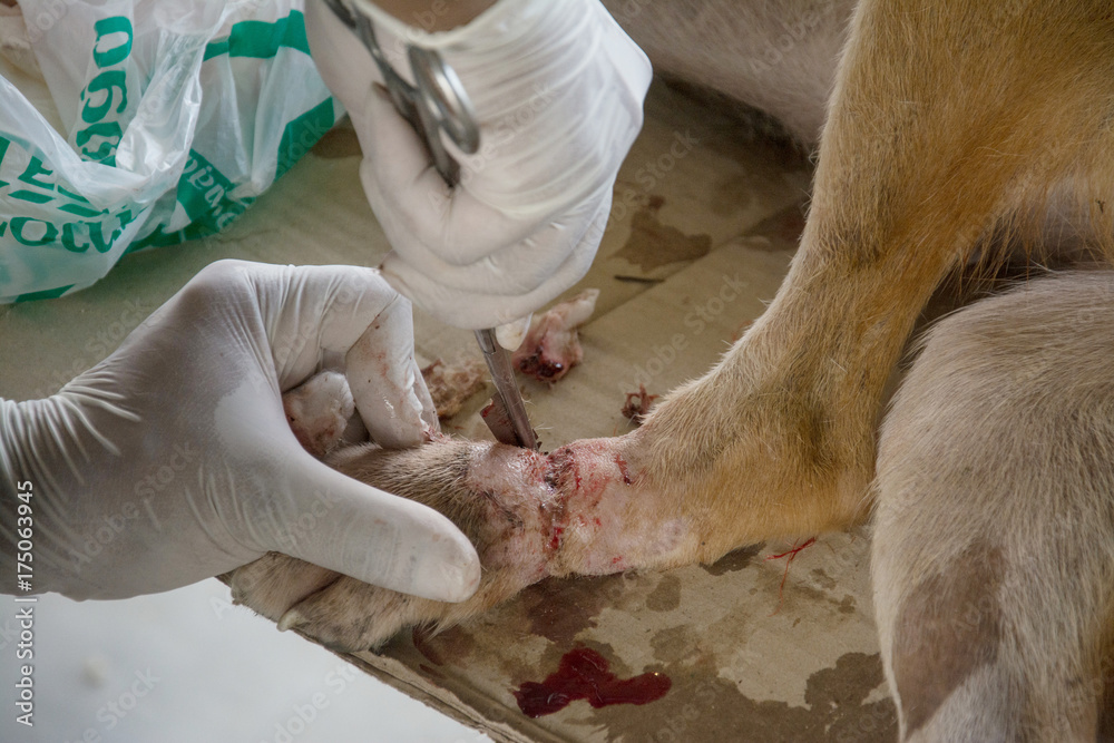 Veterinarian surgery dog leg Veterinarian surgery dog leg