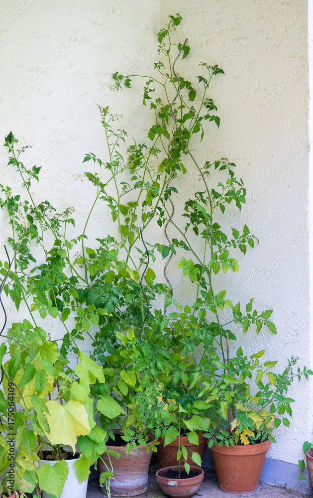 Wild tomato bushes growing on a terrace I Wild tomato bushes growing on a terrace I
